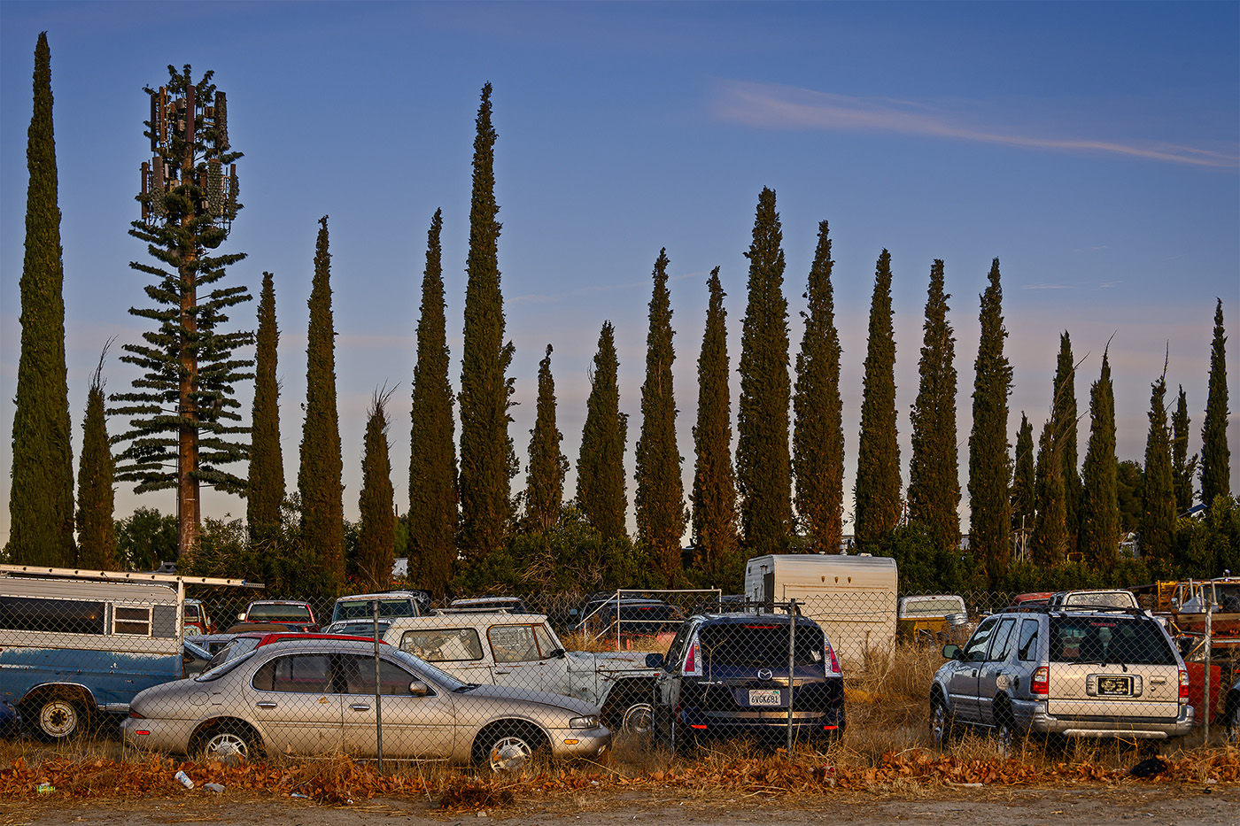 Fauxliage - Cypress Row, Littlerock, CA